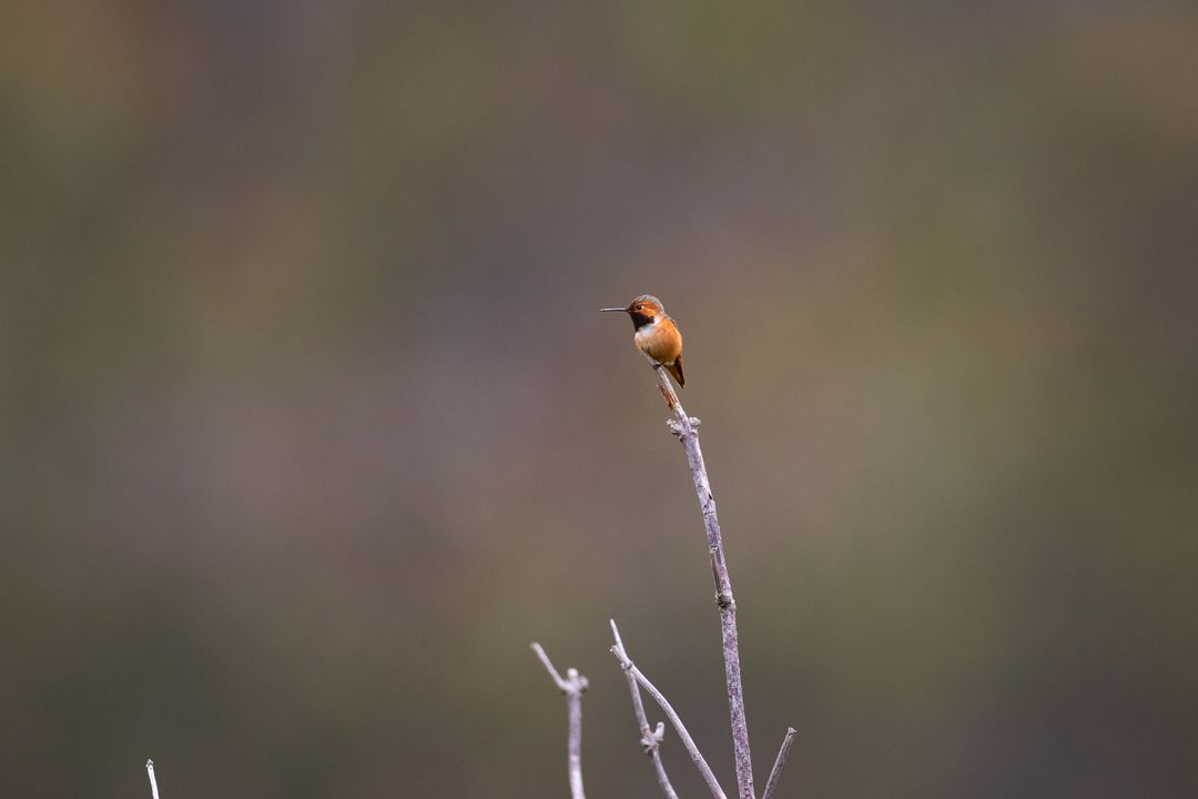 Small Amber Hummingbird Perched on a Bare Branch in Natural Habitat
