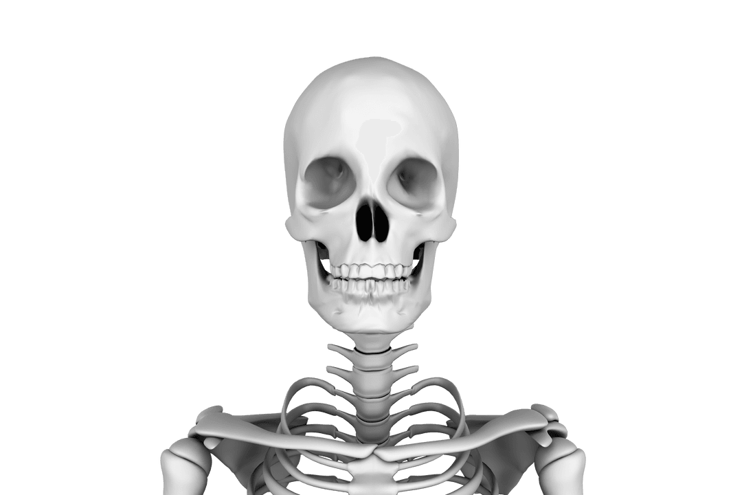 Realistic Human Skeleton Portrait on Transparent Background