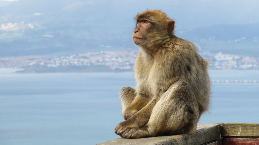 Barbary macaque sitting on rock overlooking cityscape and sea - Free Images, Stock Photos and Pictures on Pikwizard.com