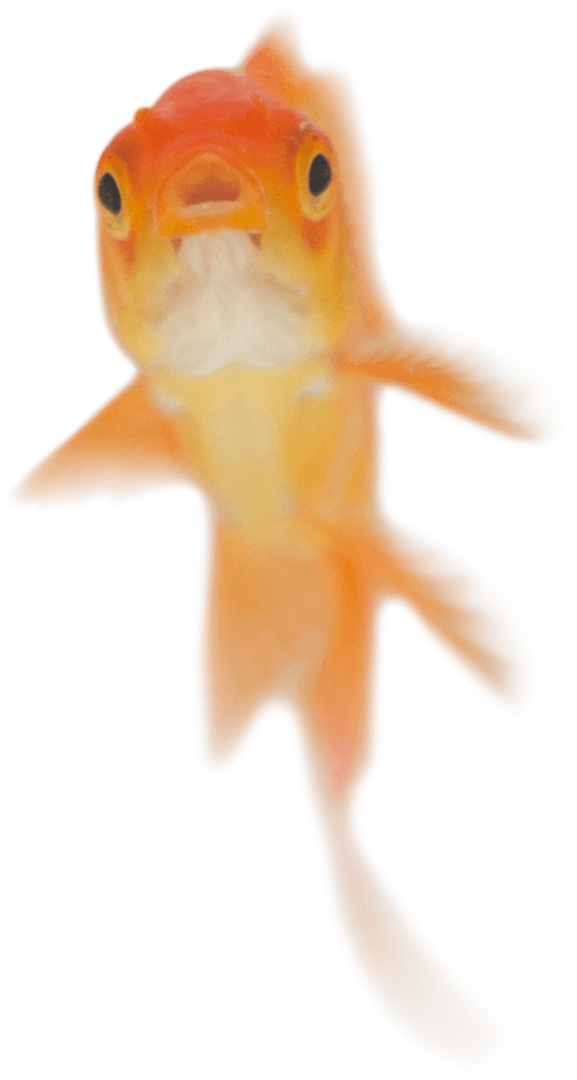 Transparent Goldfish Swimming with Open Mouth Gracefully