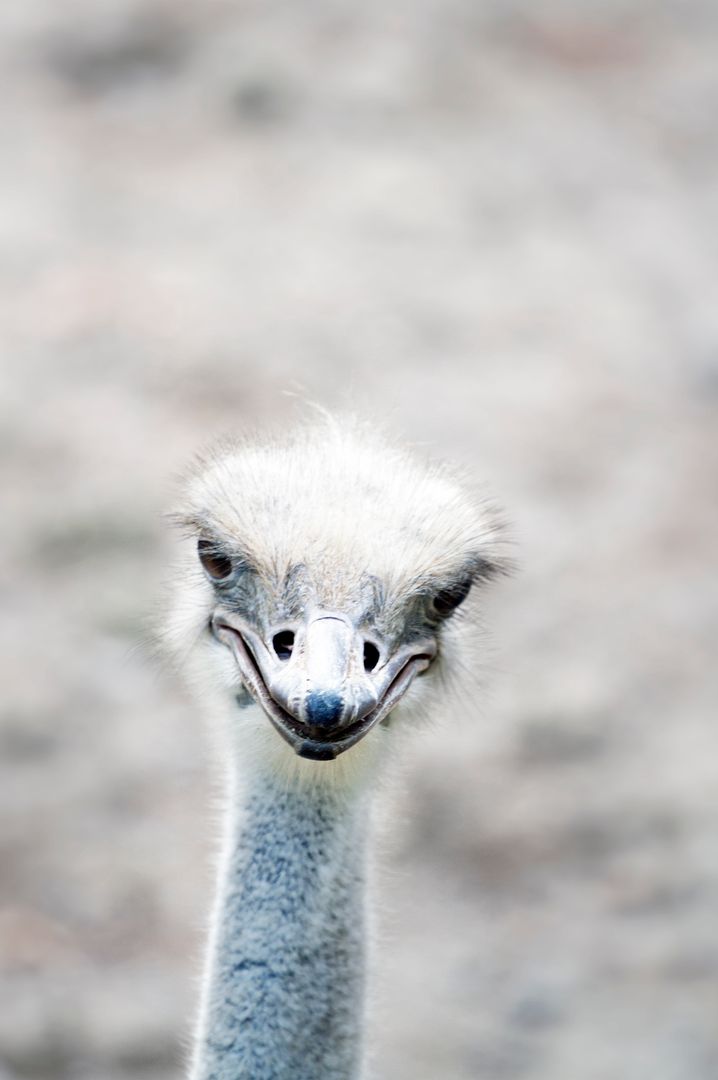 Close-up of Ostrich Head with Neutral Expression