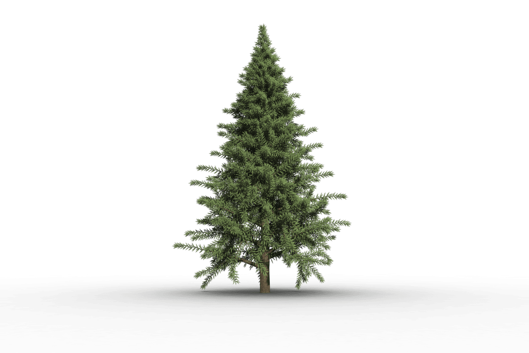 Transparent Fir Tree Isolated Digital Christmas Design