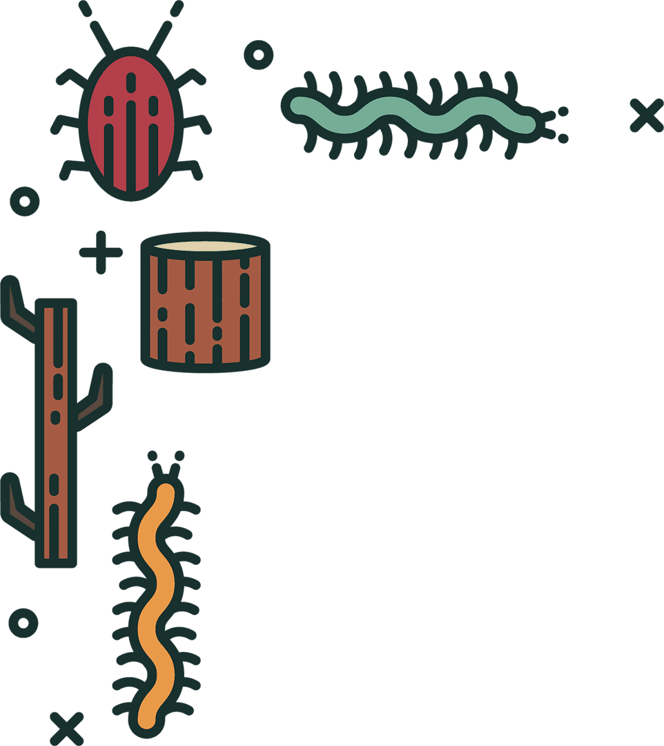 Colorful Bug and Log Illustrations on Transparent Background