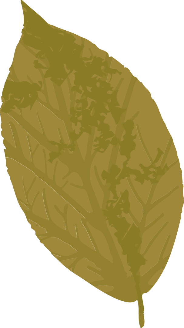 Mustard Yellow Botanical Leaf on Transparent Background