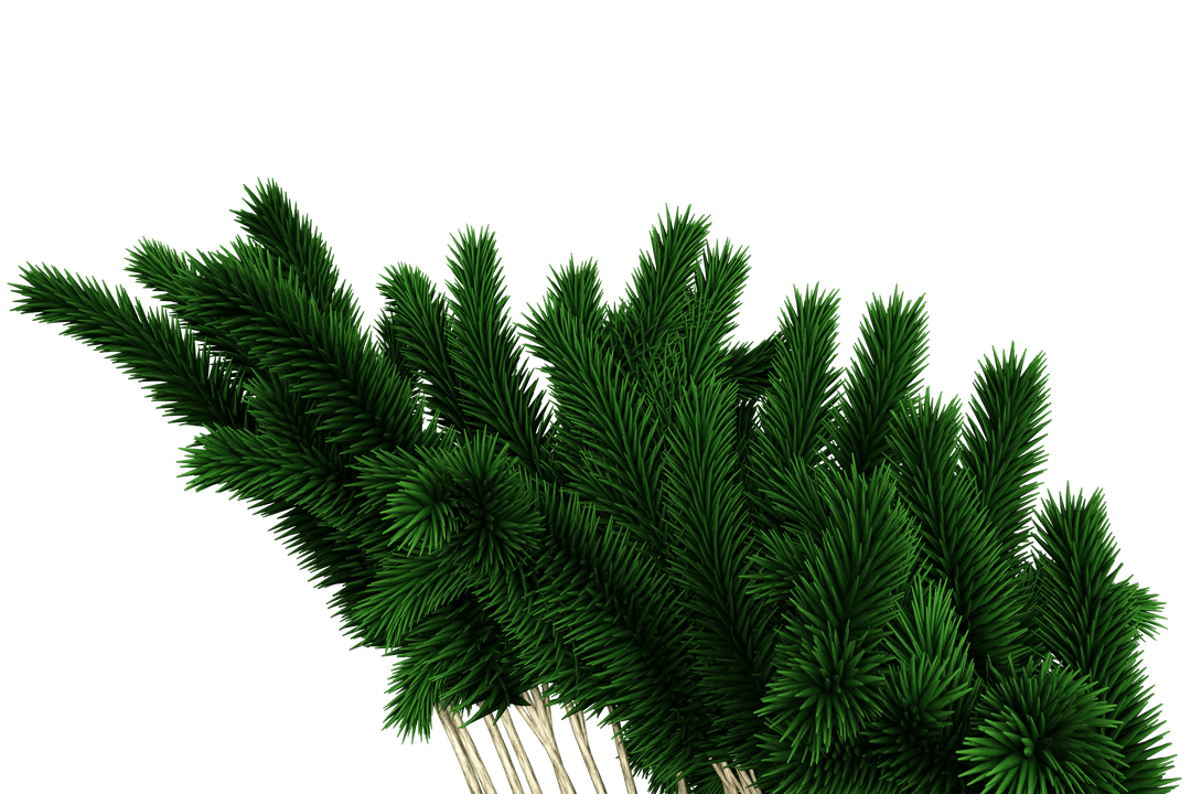 Festive Christmas Tree Branches on Transparent Background