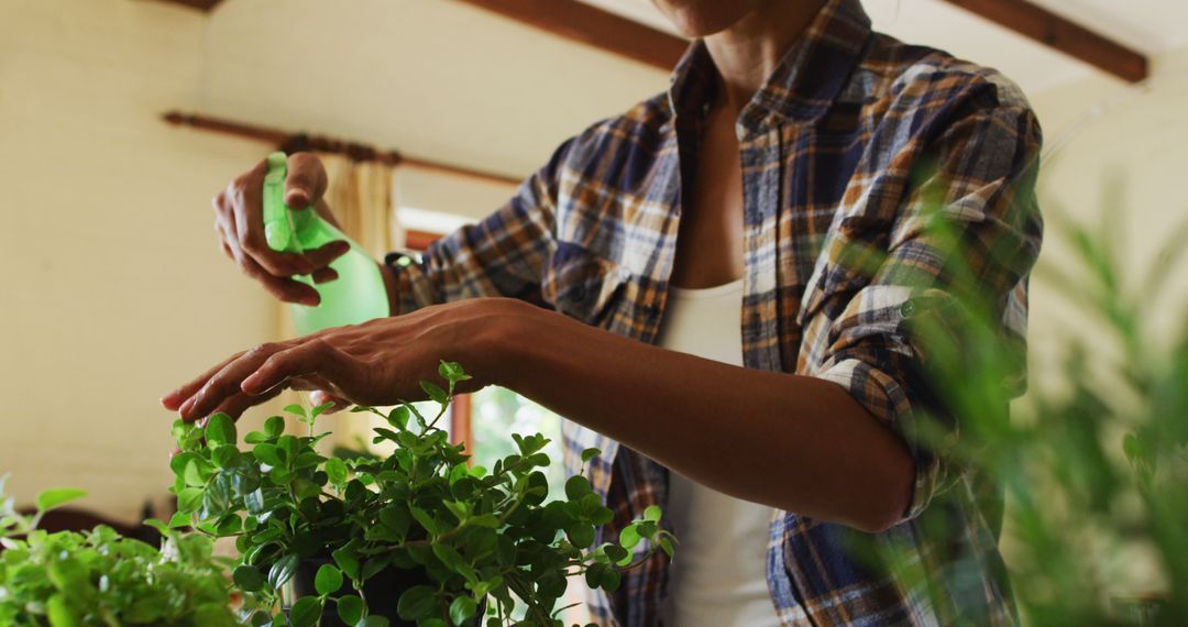 Person Spraying Indoor Plants With Water for Healthy Growth - Free Images, Stock Photos and Pictures on Pikwizard.com