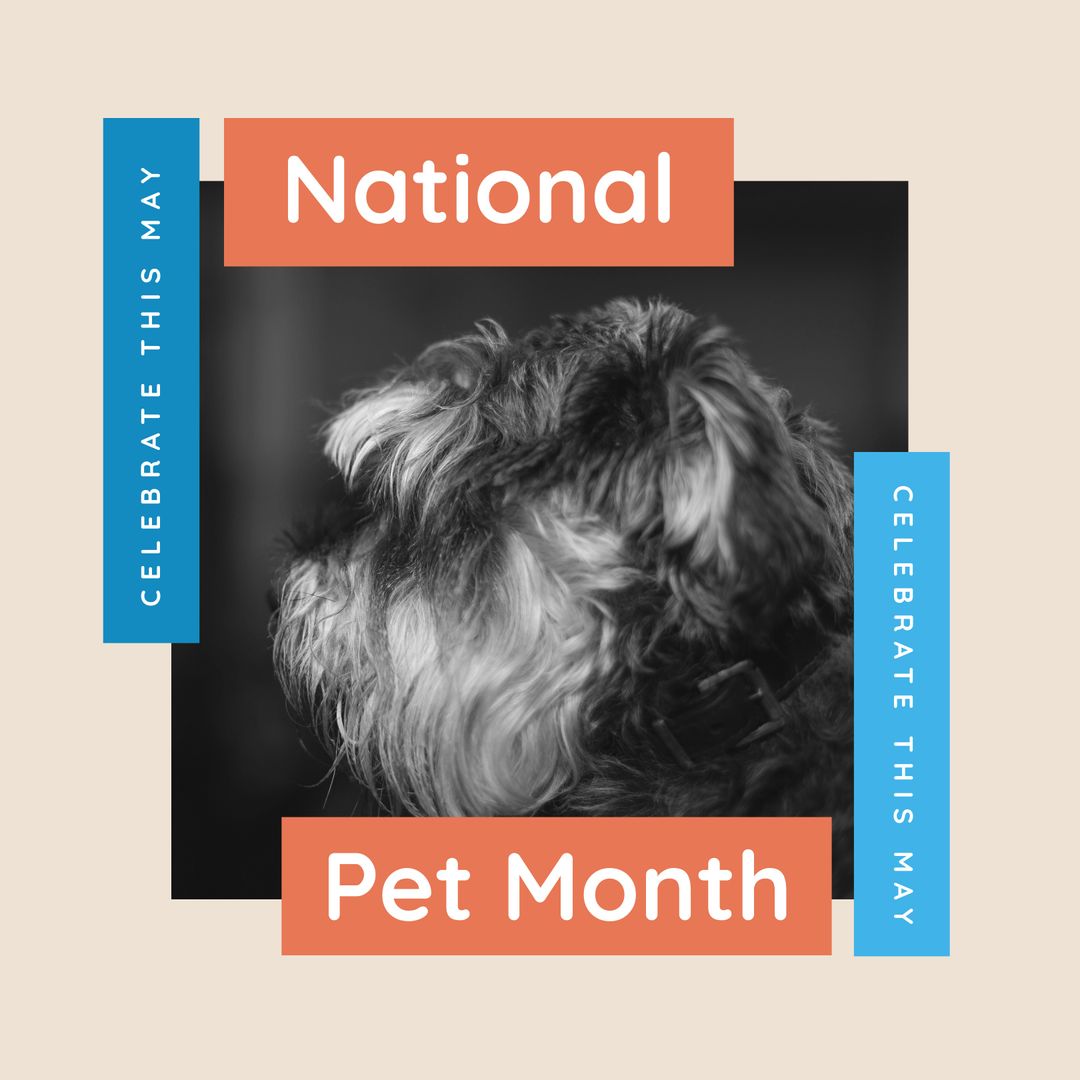 Celebrating National Pet Month in May with Adorable Shih Tzu - Download Free Stock Templates Pikwizard.com