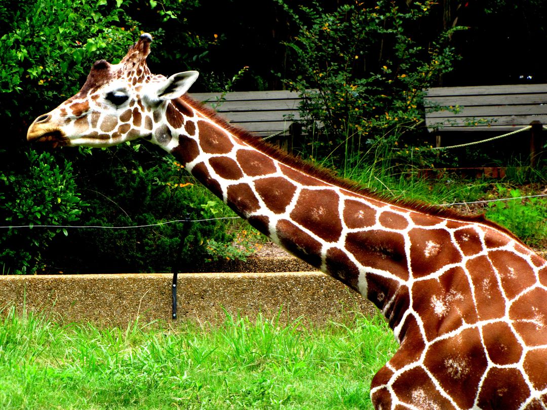 Giraffe - Free Images, Stock Photos and Pictures on Pikwizard.com