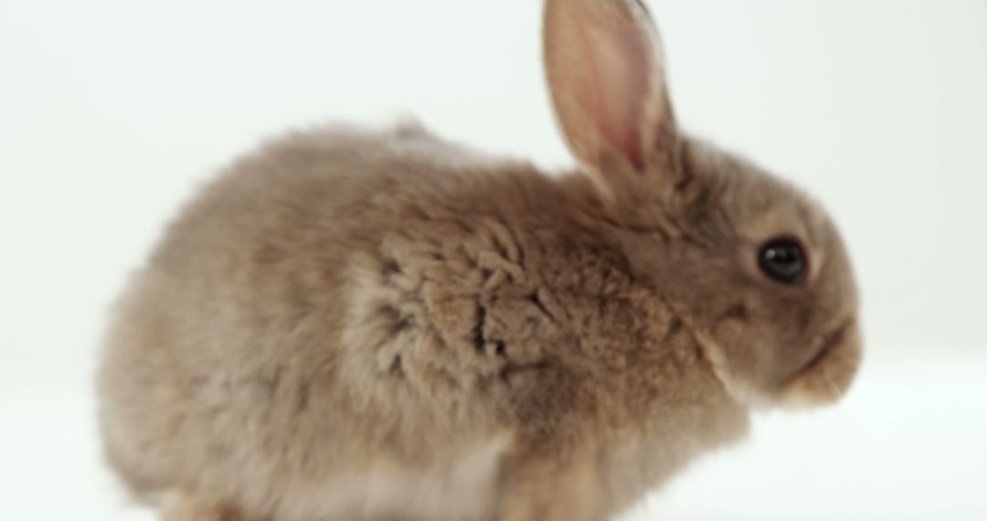 A soft-focused, dreamy image highlights a rabbit's delicate fur and gentle nature. - Free Images, Stock Photos and Pictures on Pikwizard.com