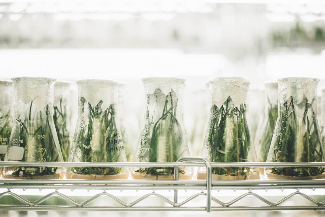 Plants Growing in Glass Flasks in Laboratory Environment