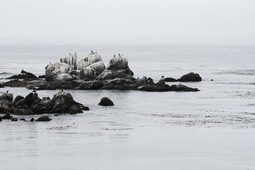 Birds Perched on Rocky Seashore during Foggy Day - Free Images, Stock Photos and Pictures on Pikwizard.com