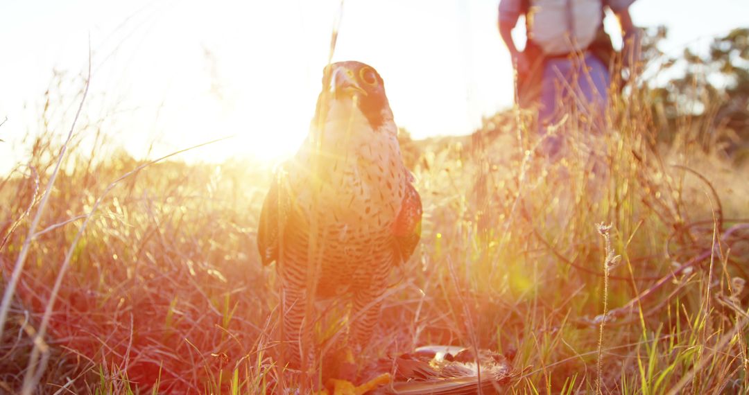 Falcon in Golden Hour Grassland with Person in Background - Free Images, Stock Photos and Pictures on Pikwizard.com