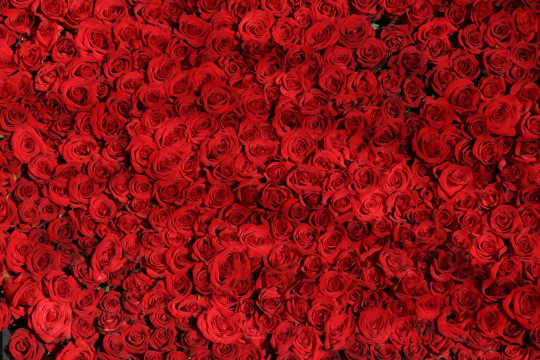 Abundant Red Roses Forming Vibrant Floral Background - Free Images, Stock Photos and Pictures on Pikwizard.com
