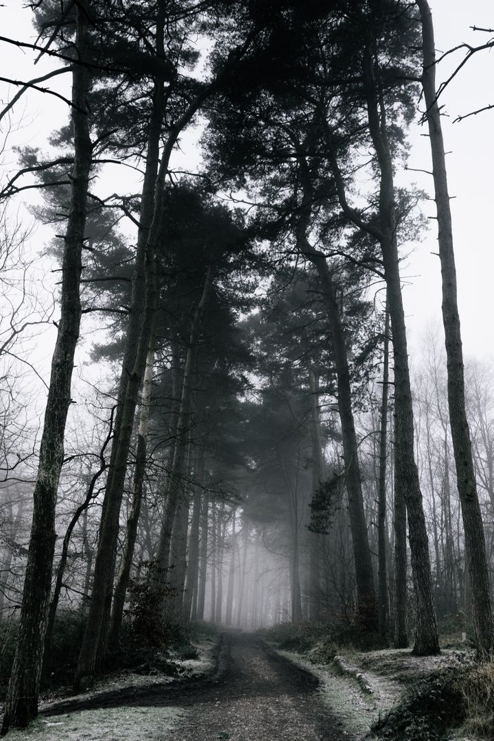 Misty Forest Pathway with Tall Trees - Free Images, Stock Photos and Pictures on Pikwizard.com