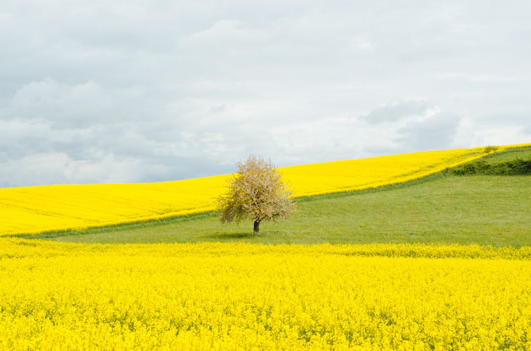 Solitary Tree in Vast Yellow Canola Flower Field - Free Images, Stock Photos and Pictures on Pikwizard.com