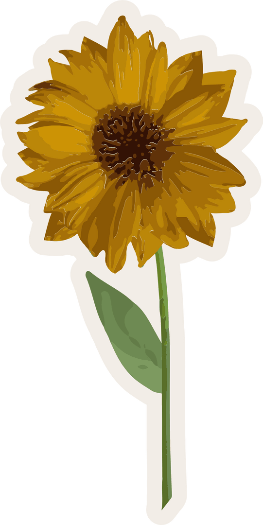 Sunflower Illustration on Transparent Background with White Outline