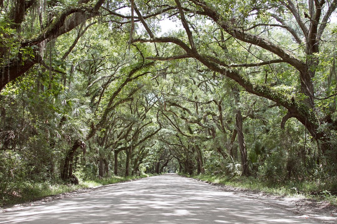 Serene Road with Canopy Formed by Overhanging Trees in Forest - Free Images, Stock Photos and Pictures on Pikwizard.com