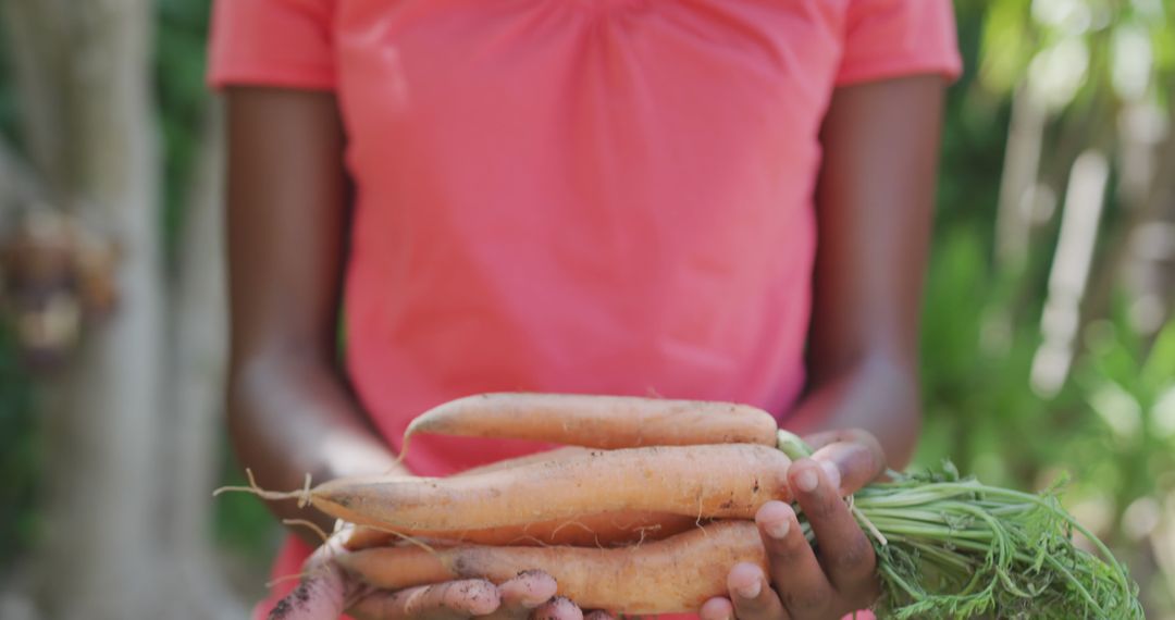 Midsection of african american woman holding carrots in garden - Free Images, Stock Photos and Pictures on Pikwizard.com