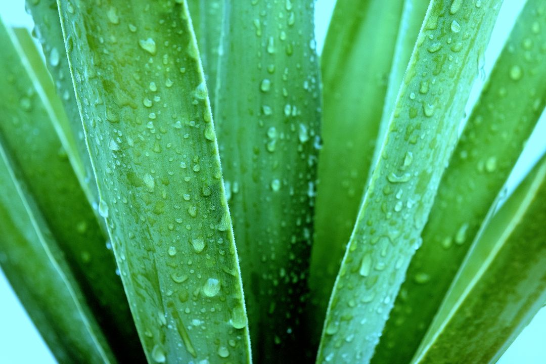Full Frame Shot of Wet Leaf - Free Images, Stock Photos and Pictures on Pikwizard.com