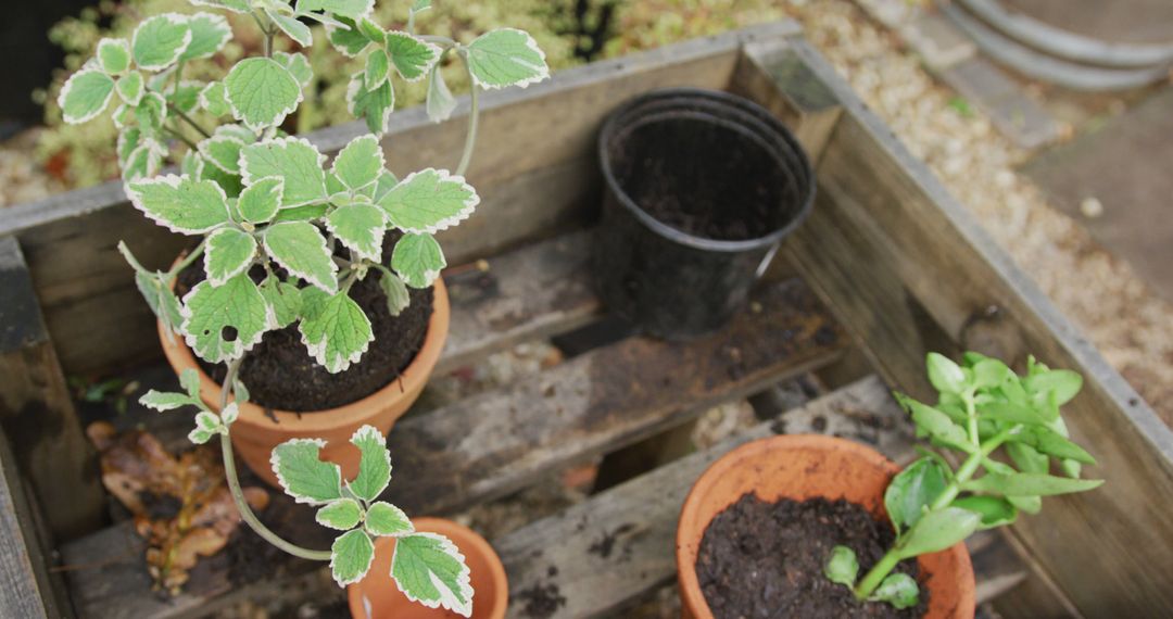 Potted Plants and Empty Pot on Wooden Pallet in Garden - Free Images, Stock Photos and Pictures on Pikwizard.com