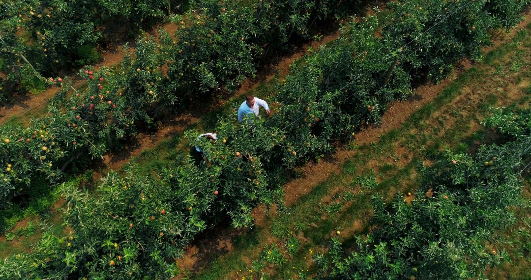 Aerial view of a diverse group of farm workers harvesting fruit in an orchard, with copy space - Free Images, Stock Photos and Pictures on Pikwizard.com