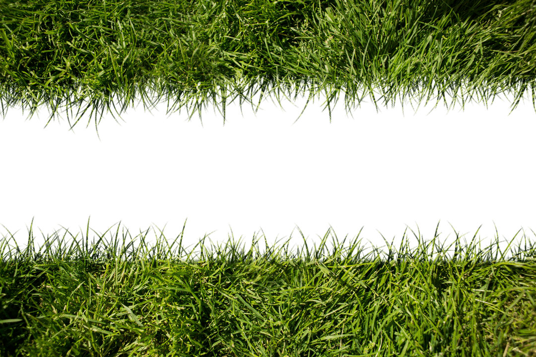 Lush Green Grass Seamless Edge on Transparent Background for Natural Designs