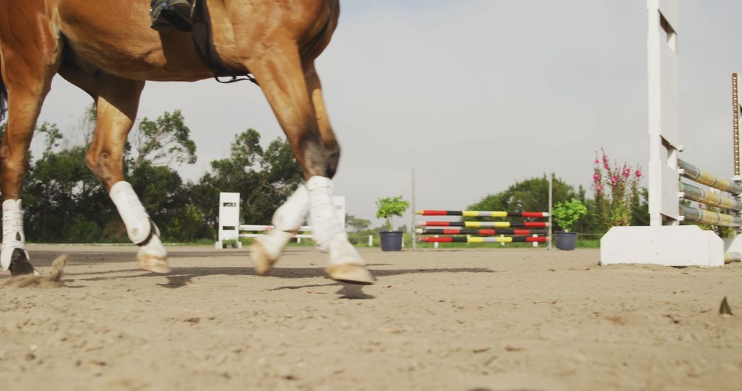 Horse Jumping over Obstacle with Boots on a Sunny Day - Free Images, Stock Photos and Pictures on Pikwizard.com