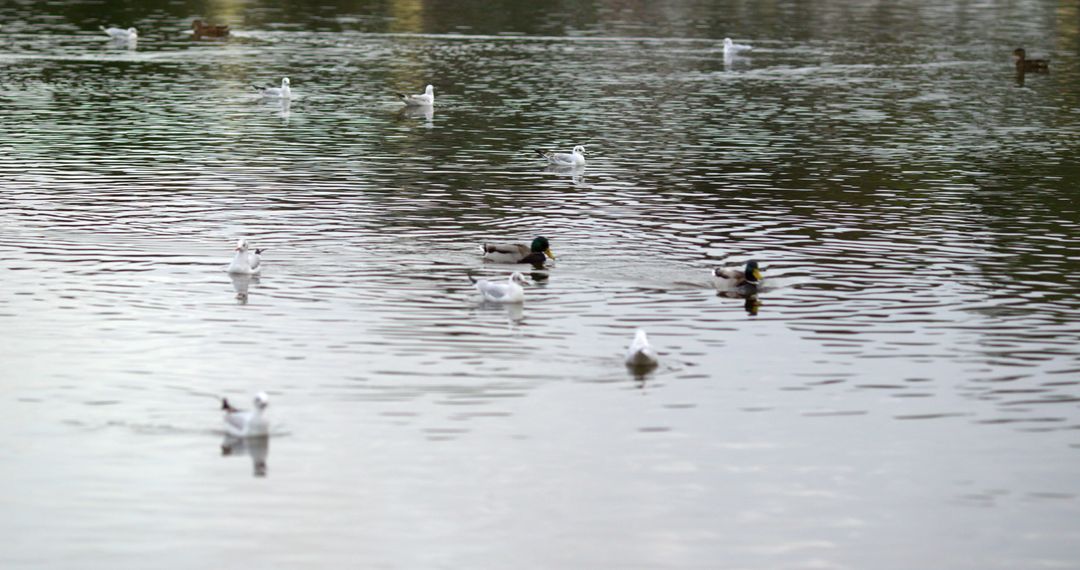 Ducks and Seagulls Floating on Tranquil Lake - Free Images, Stock Photos and Pictures on Pikwizard.com