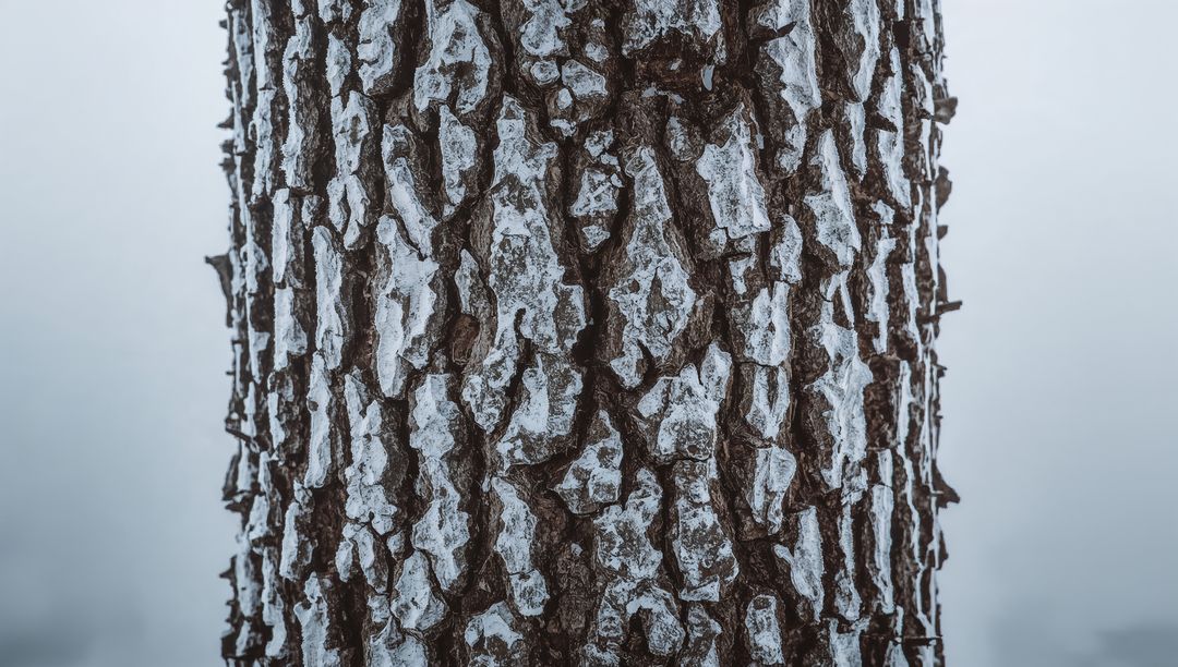 Close-up showing rugged tree bark with lichen texture in misty park