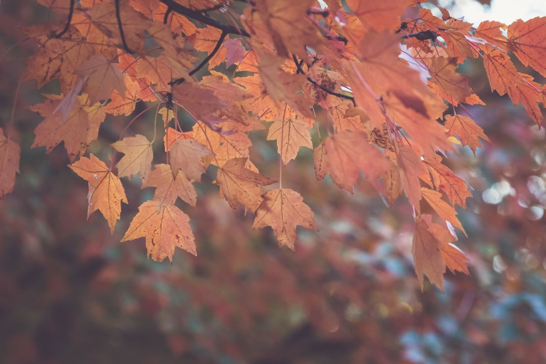 Close-Up of Vibrant Autumn Foliage Illuminated by Sunlight