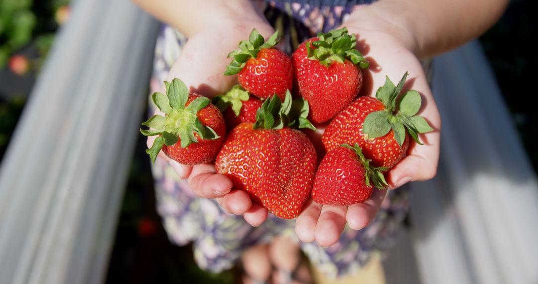 Hands Holding Fresh Strawberries Outdoors - Free Images, Stock Photos and Pictures on Pikwizard.com