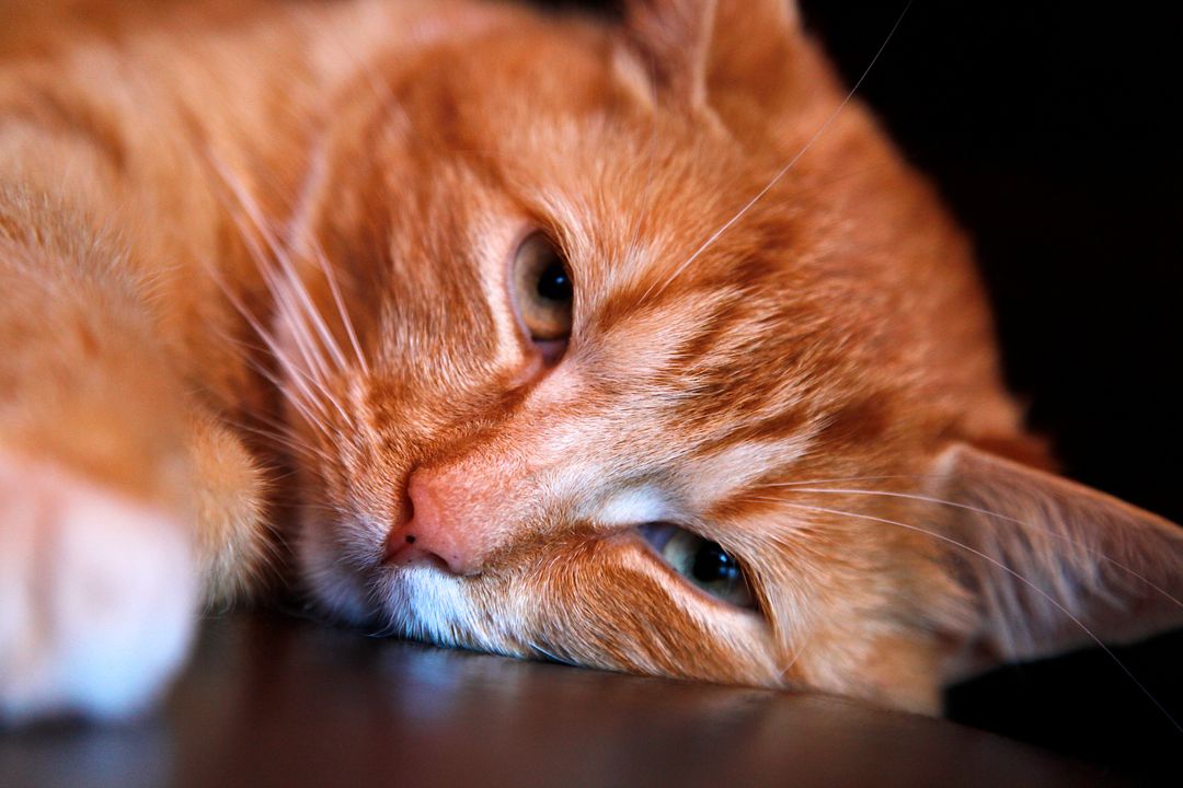 Orange Tabby Cat Leaning Head on Brown Surface - Free Images, Stock Photos and Pictures on Pikwizard.com