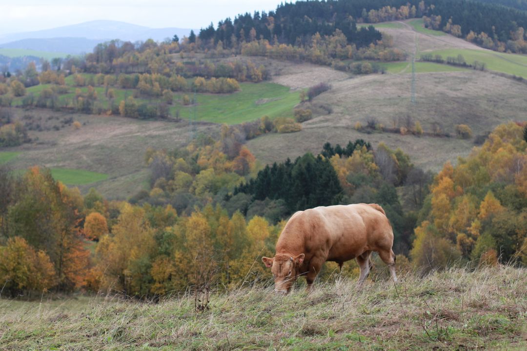 Cow Grazing in Scenic Autumn Countryside - Free Images, Stock Photos and Pictures on Pikwizard.com