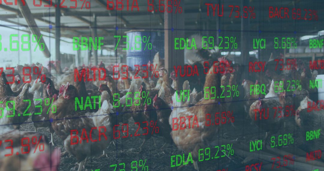 Financial Data Projection on Chicken Farm
