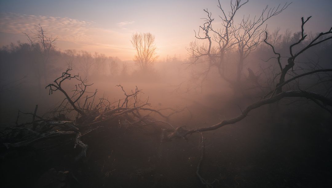 Gnarled Tree Branch at Dawn in Misty Woodland