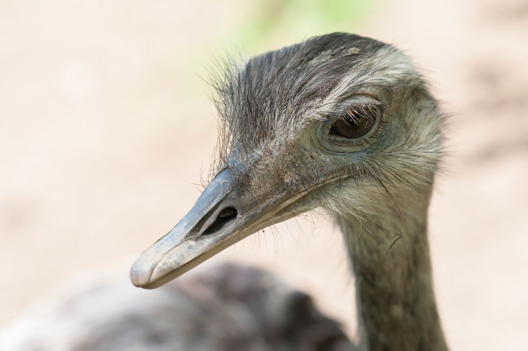 Close-up of Rhea Bird with Detailed Eye and Feathers