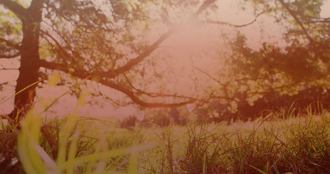 Peaceful Nature Scenery with Sunlight Through Trees