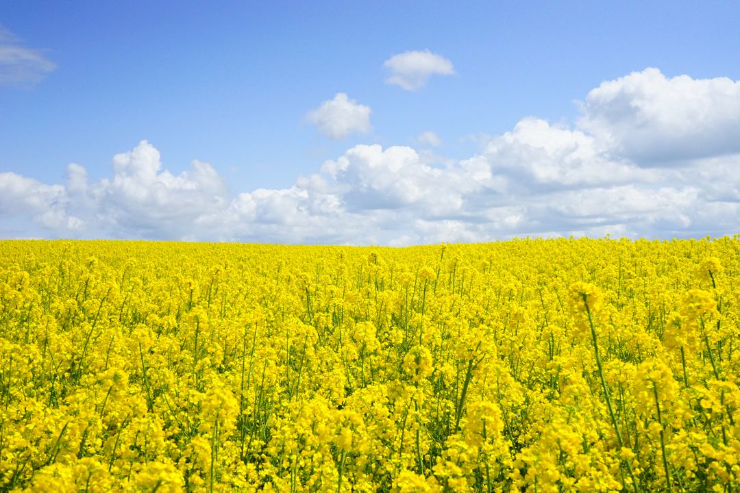 Vast Yellow Flower Field Under Clear Blue Sky - Free Images, Stock Photos and Pictures on Pikwizard.com