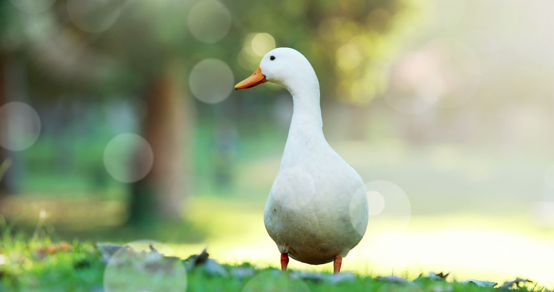 Solitary White Goose Basking in Sunlight at Tranquil Park
