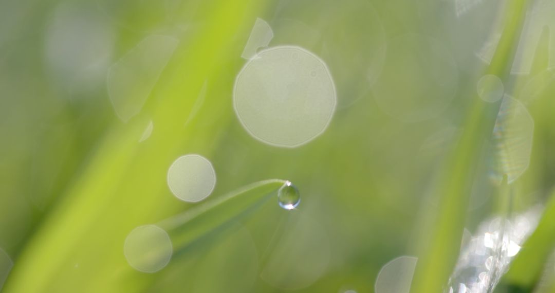 Close-up of dew drop on grass blade with blurred green background - Free Images, Stock Photos and Pictures on Pikwizard.com