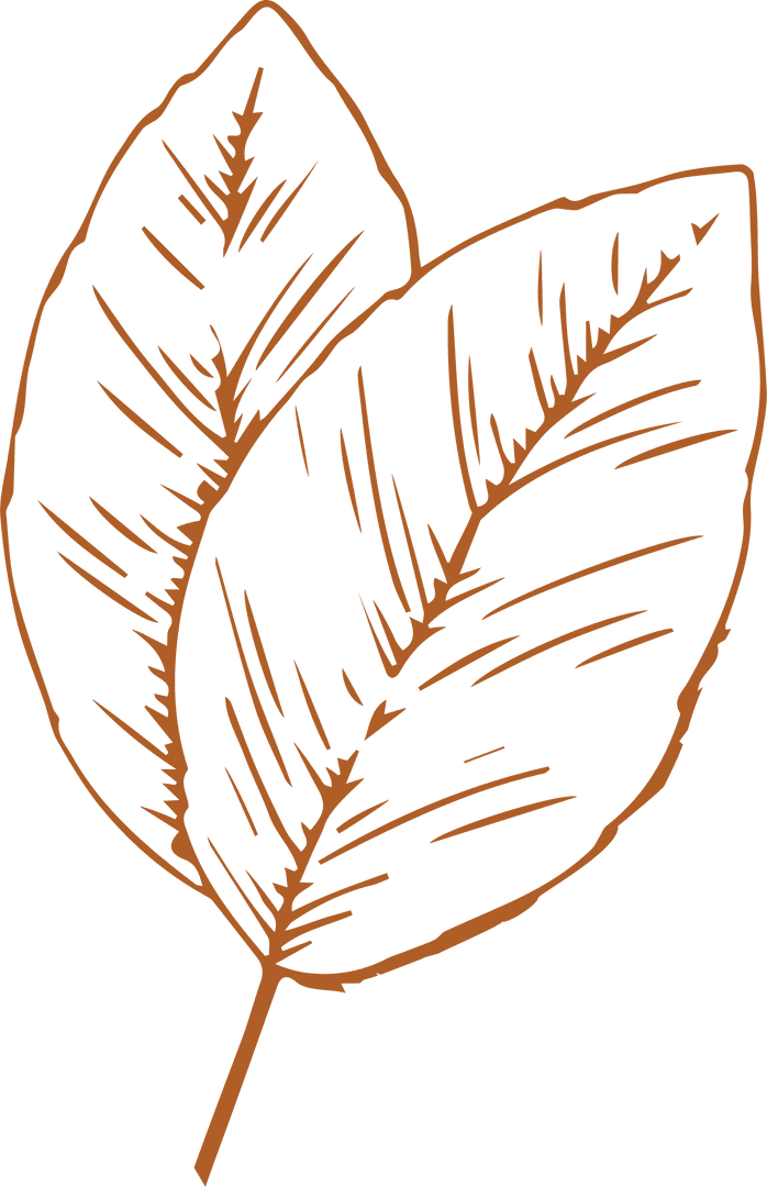 Minimalist Orange Line Art of Leaves on Transparent Background