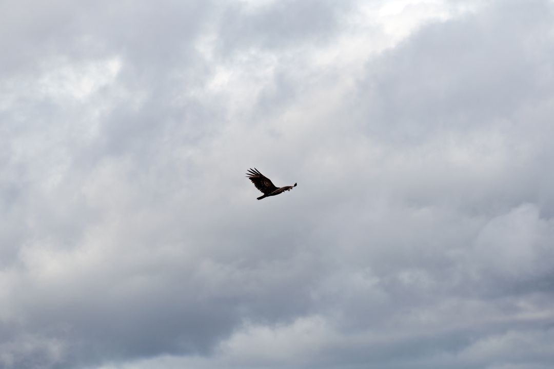 Solitary vulture soaring across dramatic overcast sky symbolizing freedom and resilience