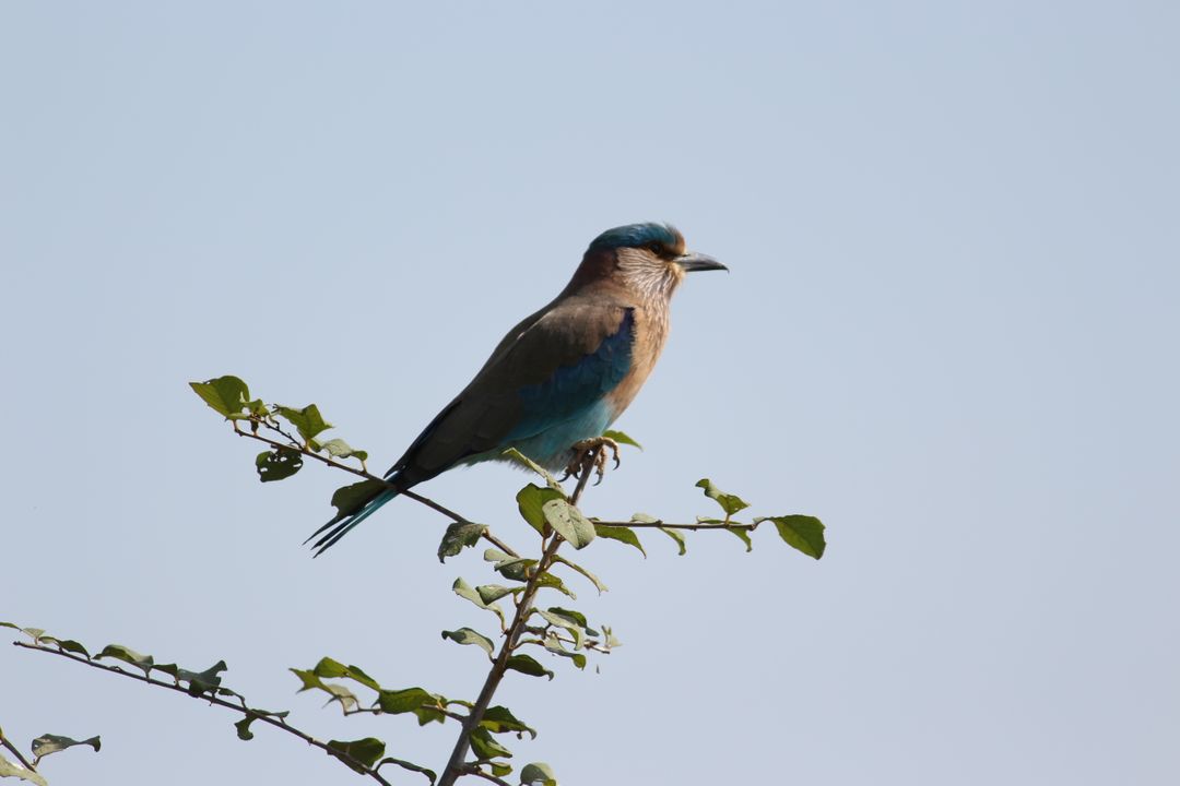 Indian Roller perched on tree branch in natural habitat - Free Images, Stock Photos and Pictures on Pikwizard.com