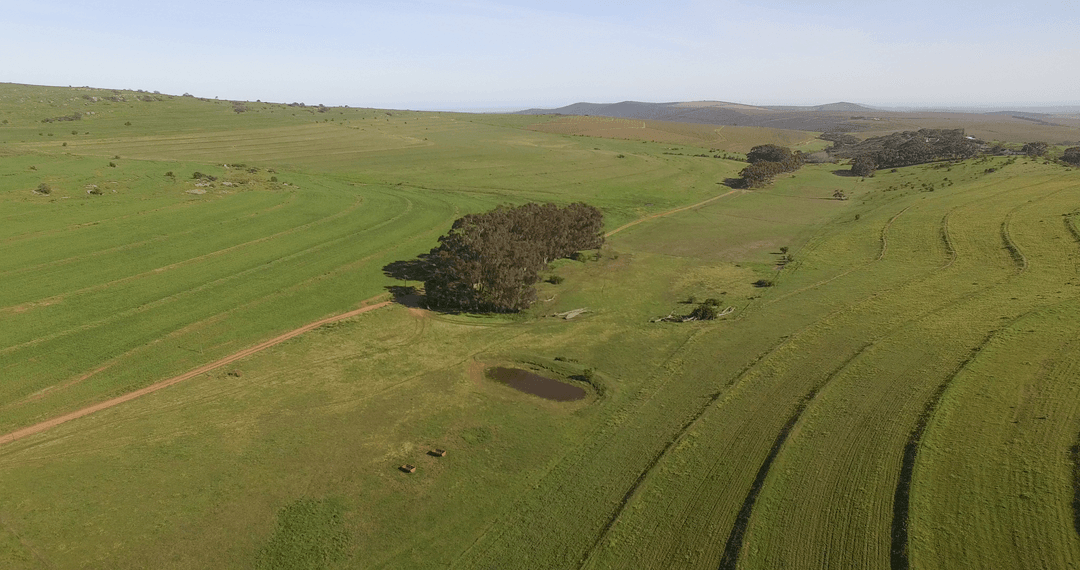 Transparent Hillside Landscape with Trees and Ponds