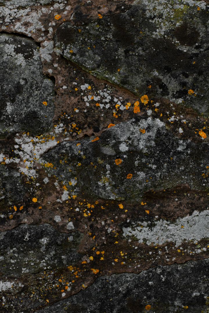 Rough Aged Stone Wall with Colorful Lichen Growth - Free Images, Stock Photos and Pictures on Pikwizard.com