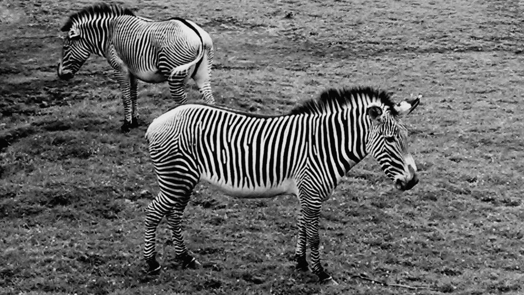 Animals black and white exotic animal zebra - Free Images, Stock Photos and Pictures on Pikwizard.com