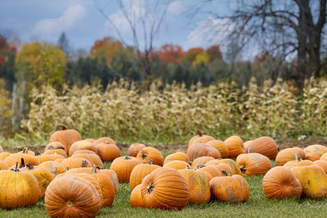 Autumn Pumpkins Scattered on Grass near Cornfield with Colorful Fall Foliage