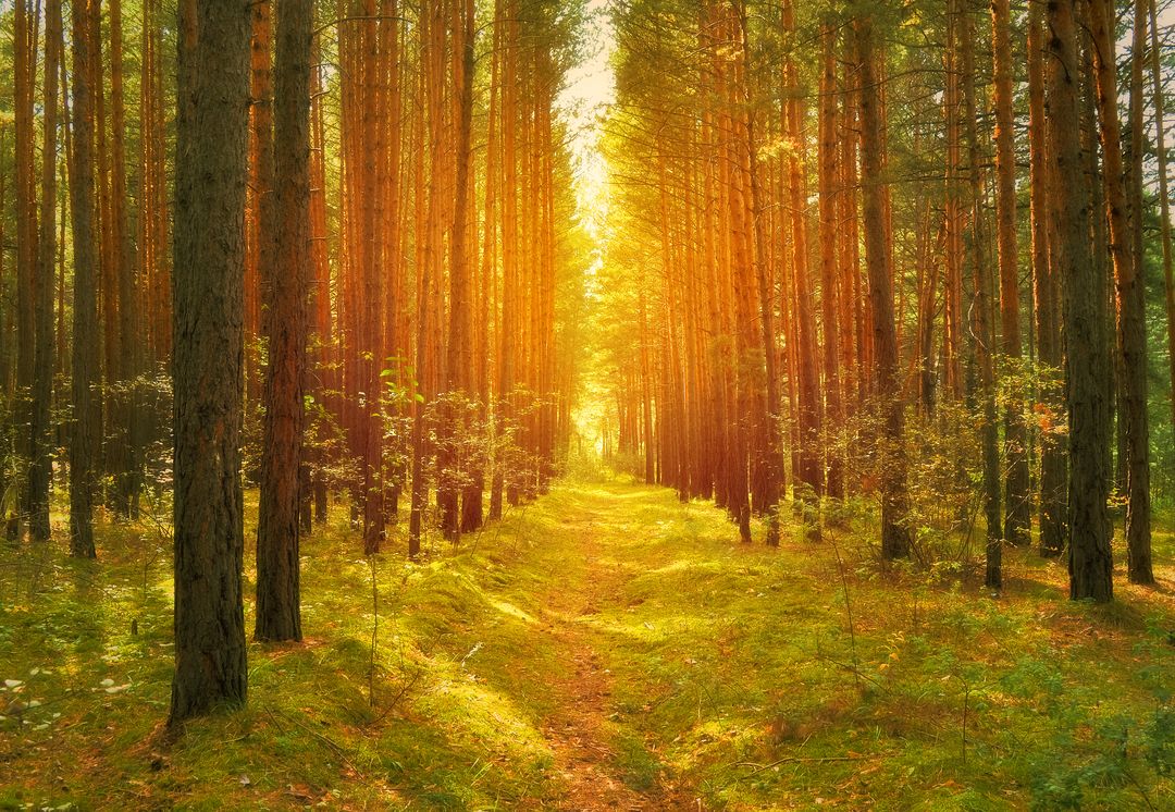 Sunlight Shining Through Dense Pine Forest Path during Sunrise - Free Images, Stock Photos and Pictures on Pikwizard.com