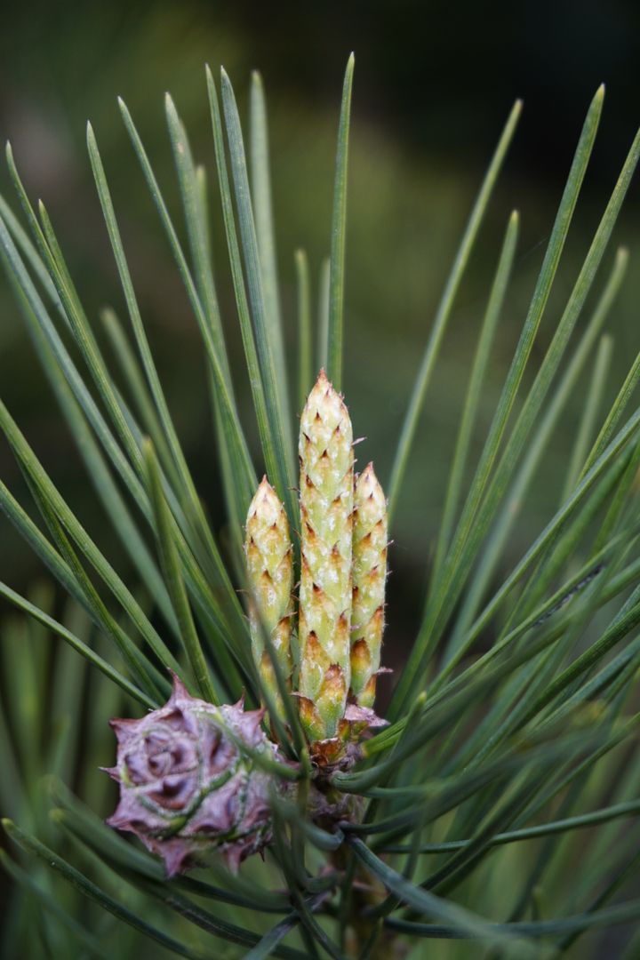 Close-up of Pine Tree Buds and Cones in Natural Setting - Free Images, Stock Photos and Pictures on Pikwizard.com