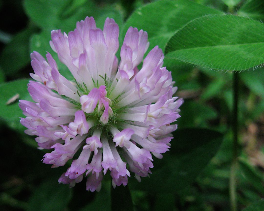Close-up of red clover flower in bloom